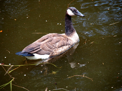 [One gosling swims in the water. Its flight feathers on the ends of its wings are folded on its back and covering the white and brown down on its back.]